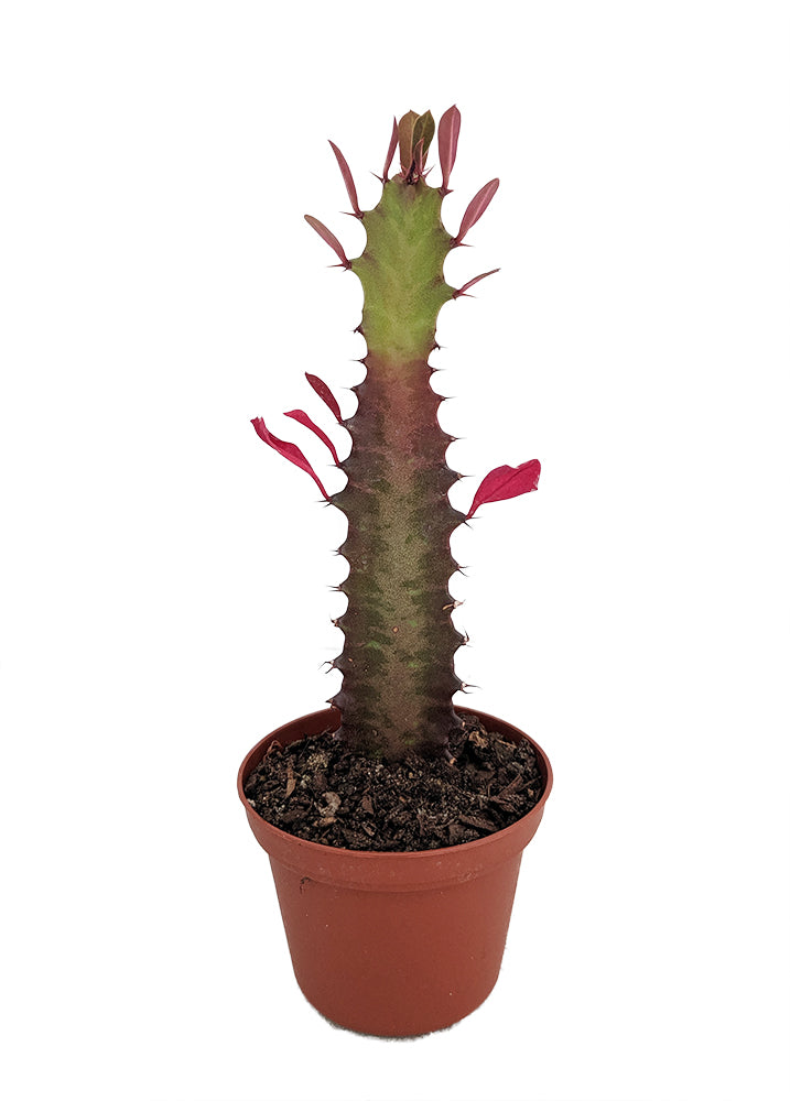 Royal Red African Milk Tree - Euphorbia trigona - Easy to grow - 4