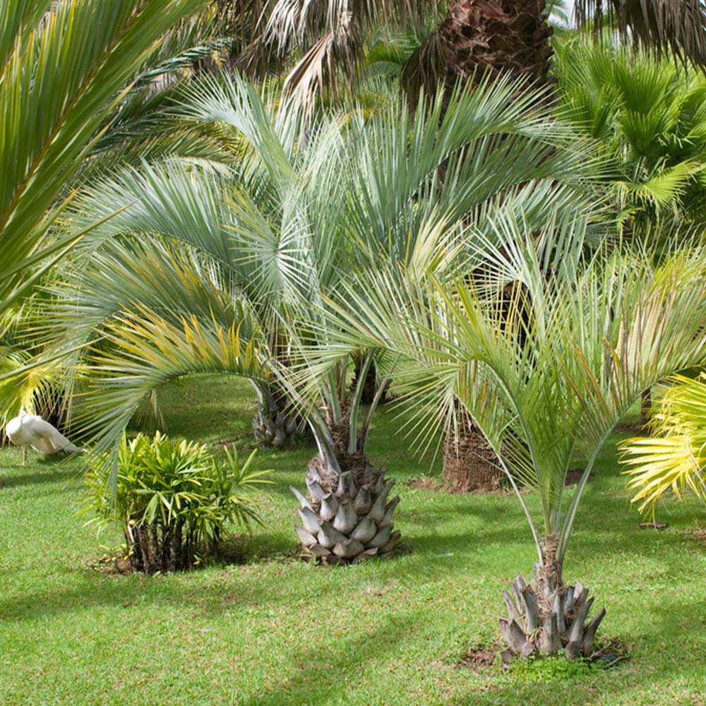 Pindo Palm