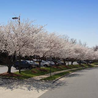 Brighter Blooms 5 Gal. Yoshino Cherry Tree with White Blooms CHE-YOS-56-5