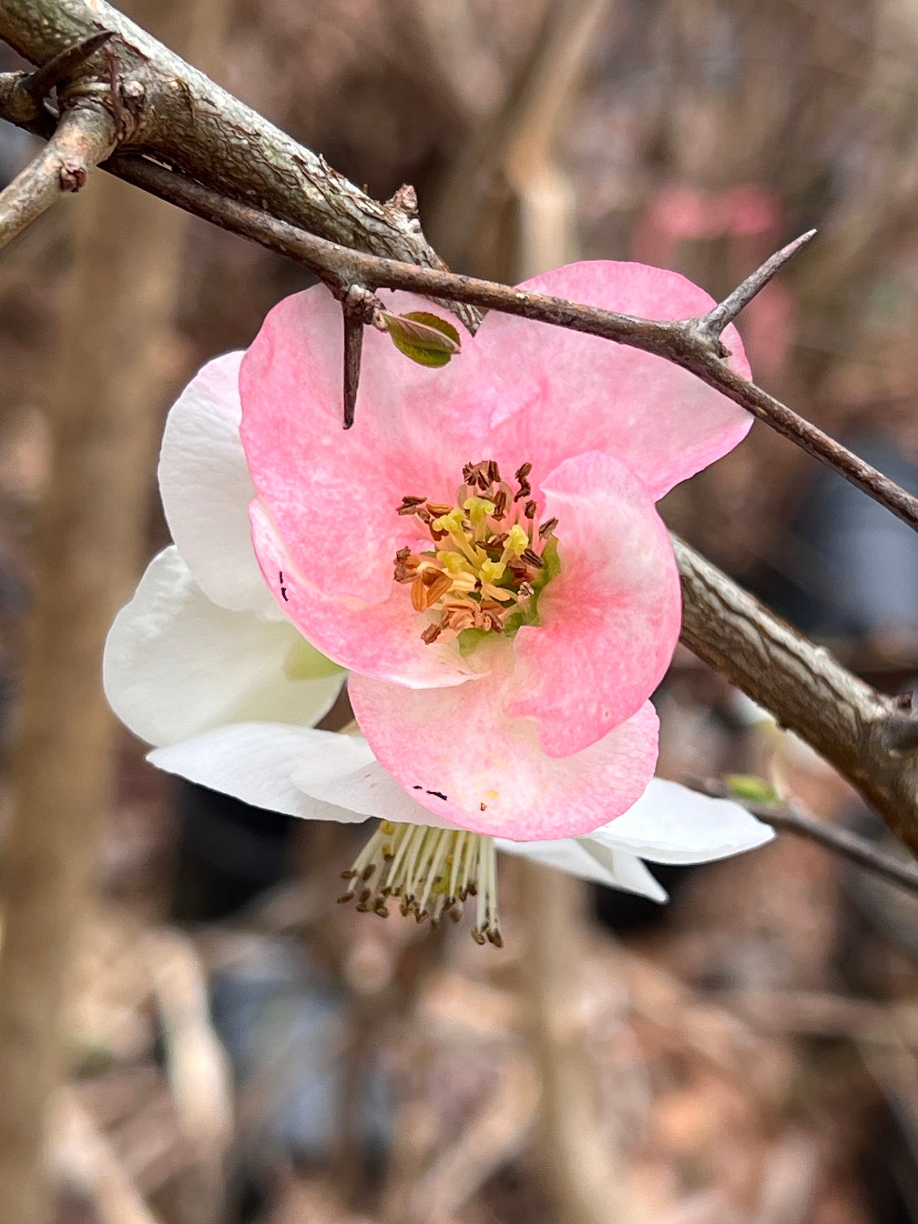 Toyo-Nishiki Flowering Quince