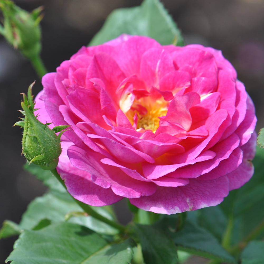 Outta The Blue Shrub Rose - Live Rose Bush Ready To Plant