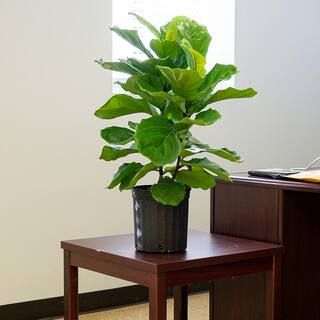 3 Gal. Fiddle Leaf Fig Plant (2-Pack) THD100002