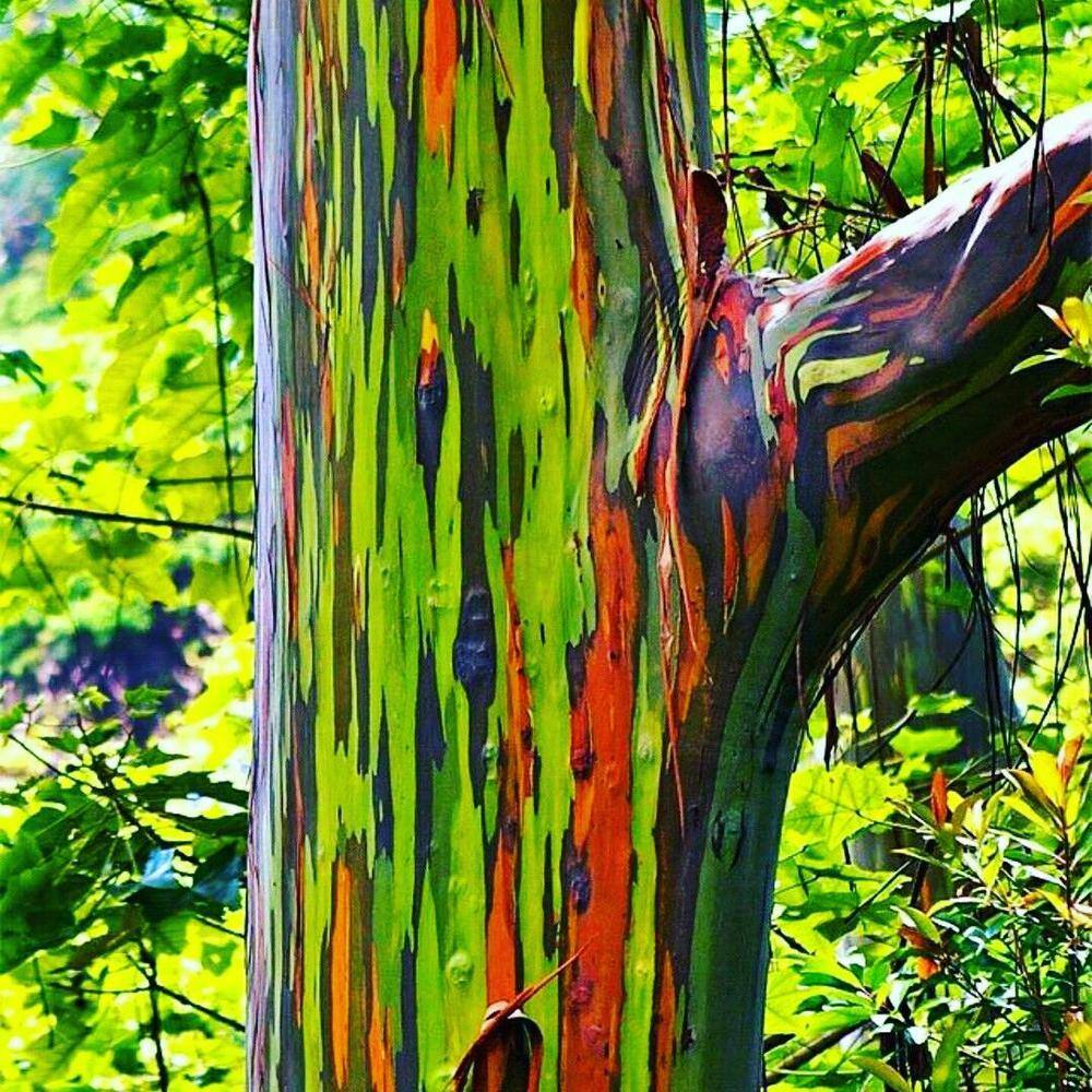 Wekiva Foliage Rainbow Eucalyptus Tree - Live Plant in a 1 Gallon Pot - Eucalyptus Deglupta - Rare and Exotic Ornamental Tree RainbowEucalyptusTree1G