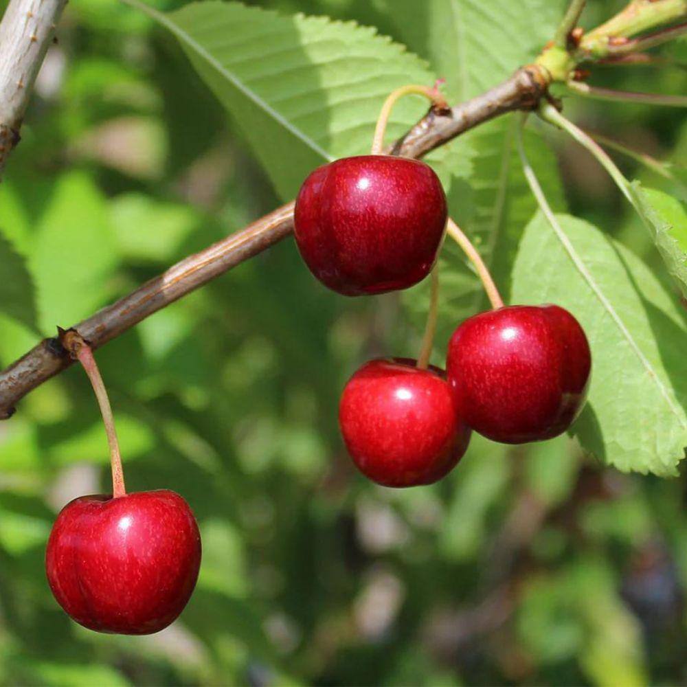 7 Gal. Sweetheart Cherry Tree CHESWE07G