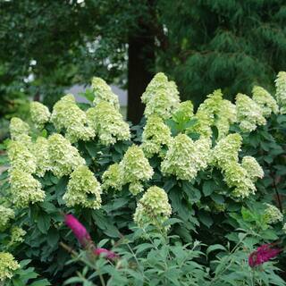 PROVEN WINNERS 5 Gal. Limelight Prime Hydrangea Shrub with Green to Pink Flowers 16706