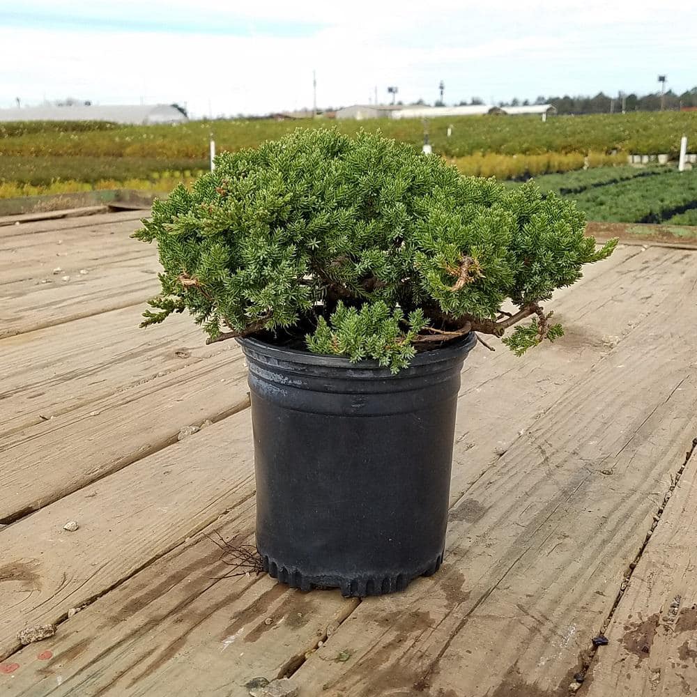 FLOWERWOOD 2.5 Qt. Procumbens Nana Juniper - Live Groundcover Plant 3994Q