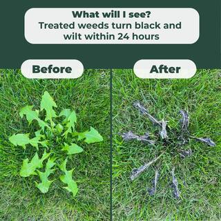 Mighty Mint 128 oz. Selective Weed Killer for Lawns - Kills Weeds Not Grass SWK-128