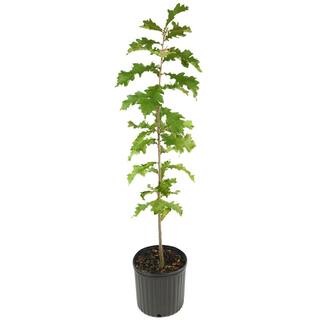 national PLANT NETWORK 2.25 Gal. Swamp White Oak Tree HD7092