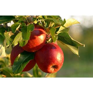 Apple Tree (Bare-Root 3 ft. to 4 ft. Tall 2-Years Old)