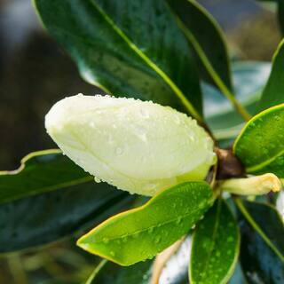 Perfect Plants 2.3 ft. Tall 1 Gal. Little Gem Magnolia Tree Large Fragrant Southern Magnolia Blooms THD00609