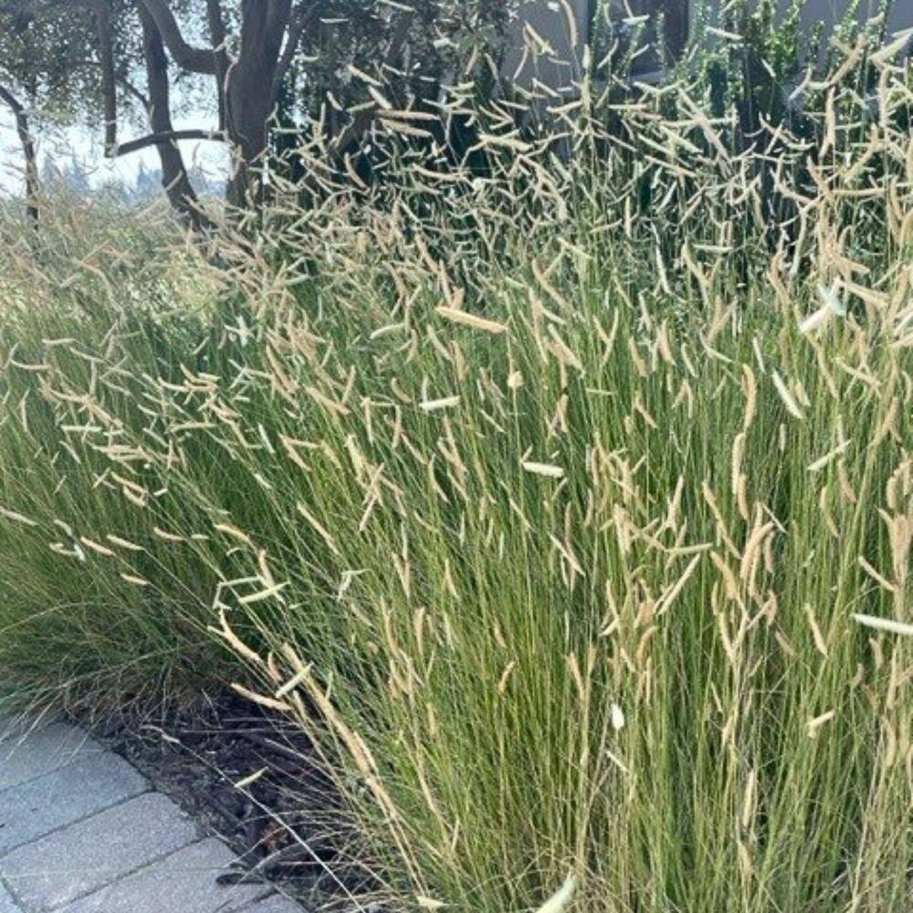 Alder  Oak #5 Container Blonde Ambition Blue Grama Ornamental Grass (2-Pack) BOBL05