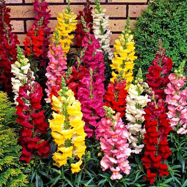 Antirrhinum Dwarf Mixed Color - Flower Seeds