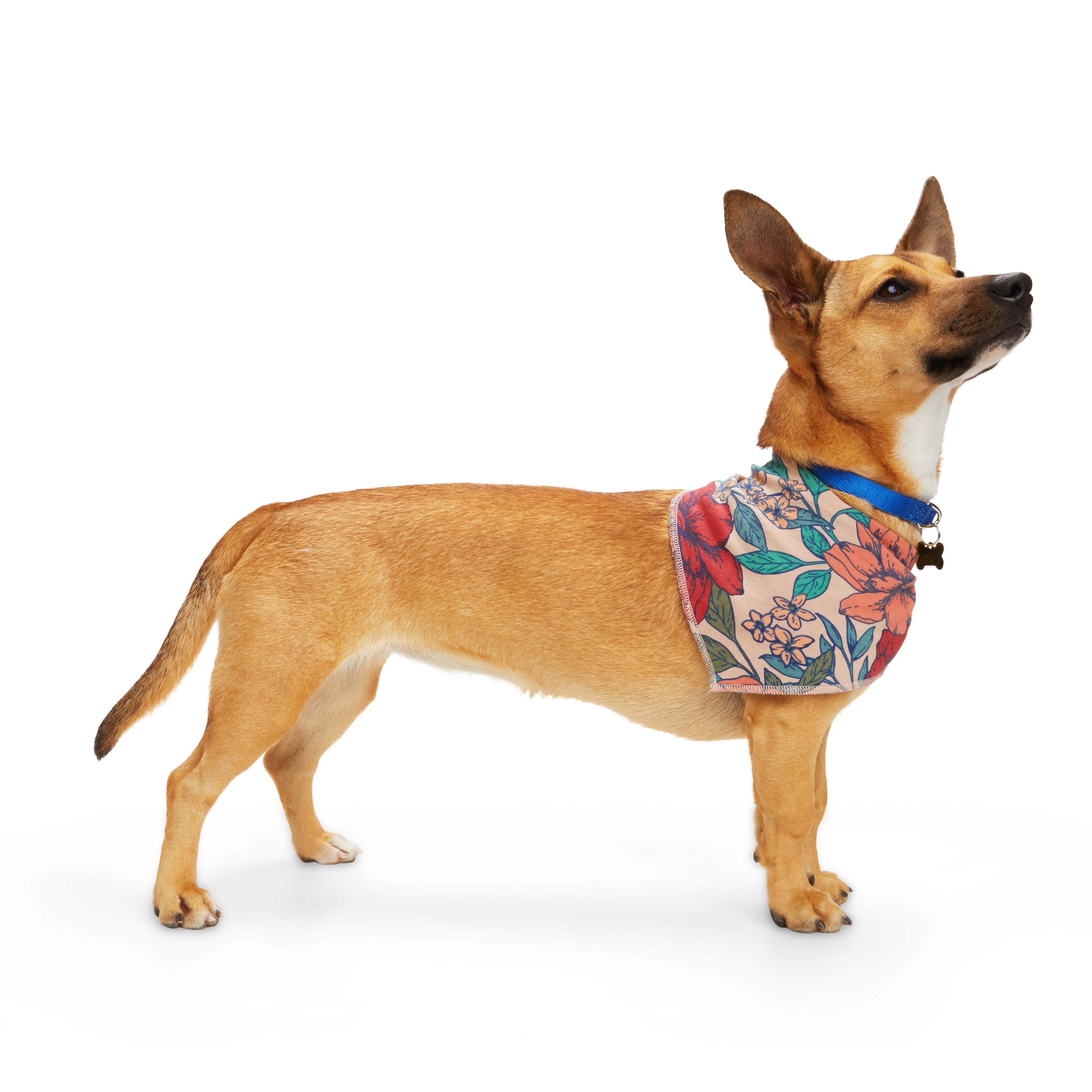 YOULY Floral Reversible Dog Bandana， Small/Medium