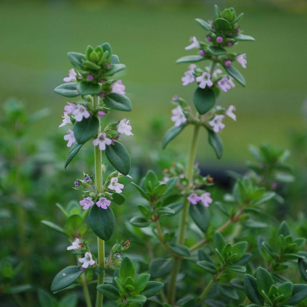 Bonnie Plants 19 oz. German Thyme Herb Plant 5115
