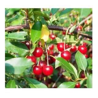 7 Gal. Bing Cherry Tree CHEBIN07G
