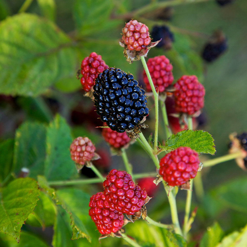 Bushel and Berry® Baby Cakes Blackberry®