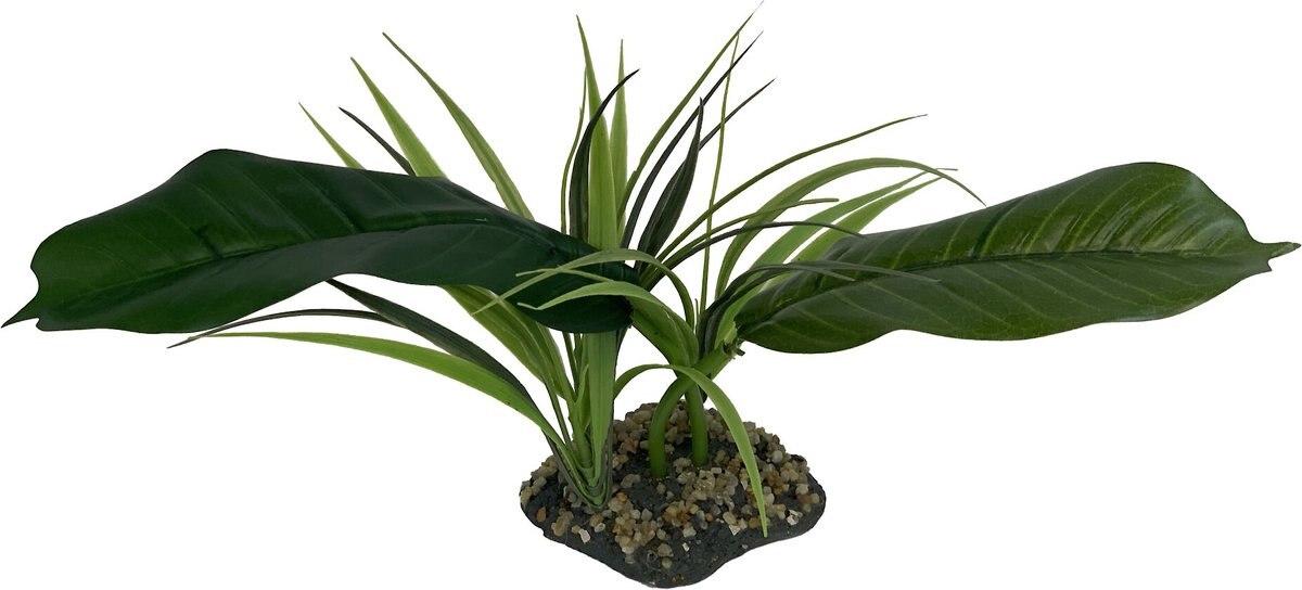 Komodo Woodland Canopy Terrarium Plant