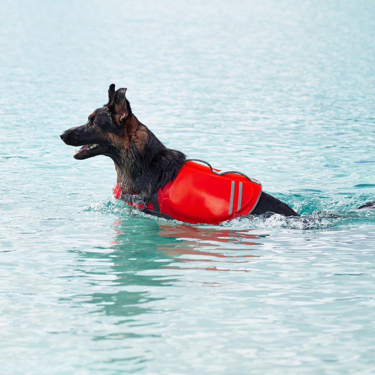 Frisco Neoprene Dog Life Jacket