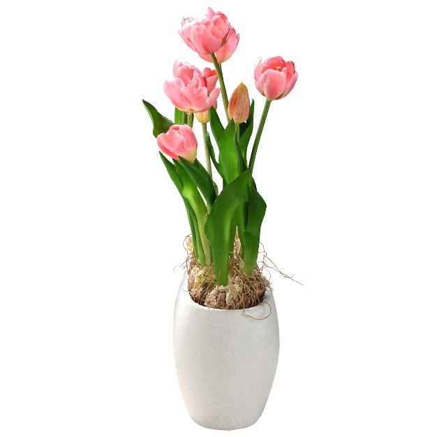 Pink Tulip Flowers