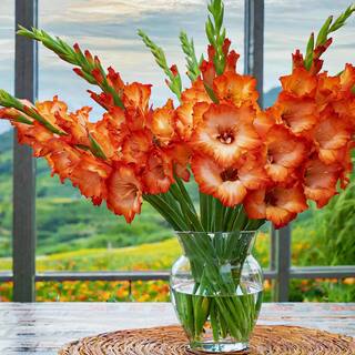 Garden State Bulb 12 cm14 cm Orange Stormy Gladiolus Flower Bulbs (Bag of 90) ECS-176-90-03