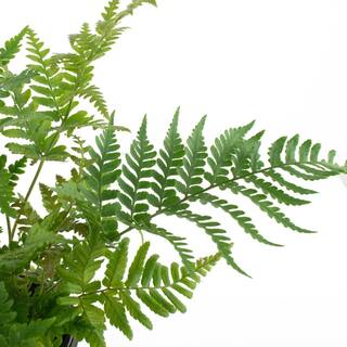 national PLANT NETWORK 4 In. Autumn Fern Plants in Grower Containers - 3-Plants HD1293