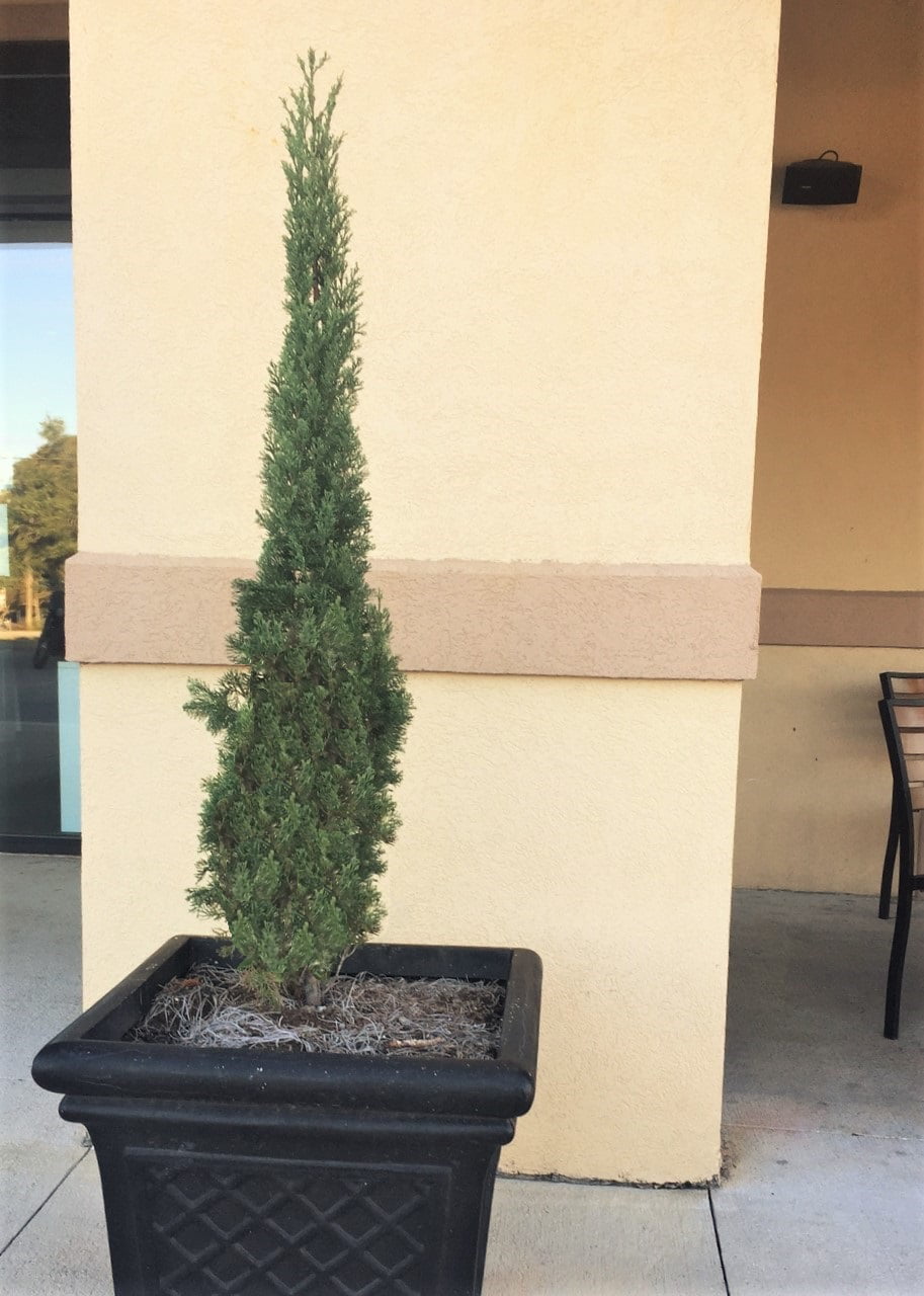 Italian Cypress (2.5 Quart) Narrow and Upright Evergreen Tree - Full Sun Live Outdoor Plant