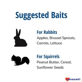 Havahart Small 1-Door Easy Set Live Animal Cage Trap for Squirrel and Rabbit 1083