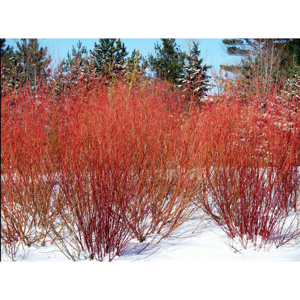 Online Orchards 1 Gal. Red Twig Dogwood Shrub Gorgeous Fireyred Winter Stems and Huge White Spring Flowers SBDW001