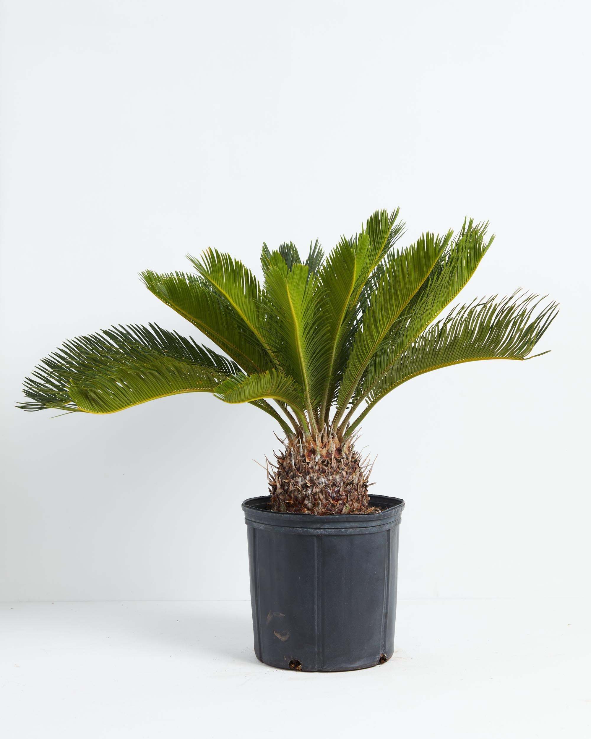 Sago Palm