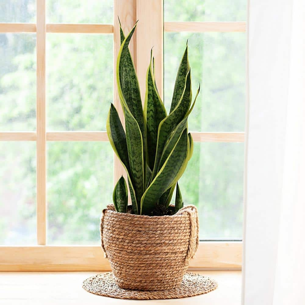 national PLANT NETWORK 4 in. Snake Plant Laurentii (3-Pack) HD1652