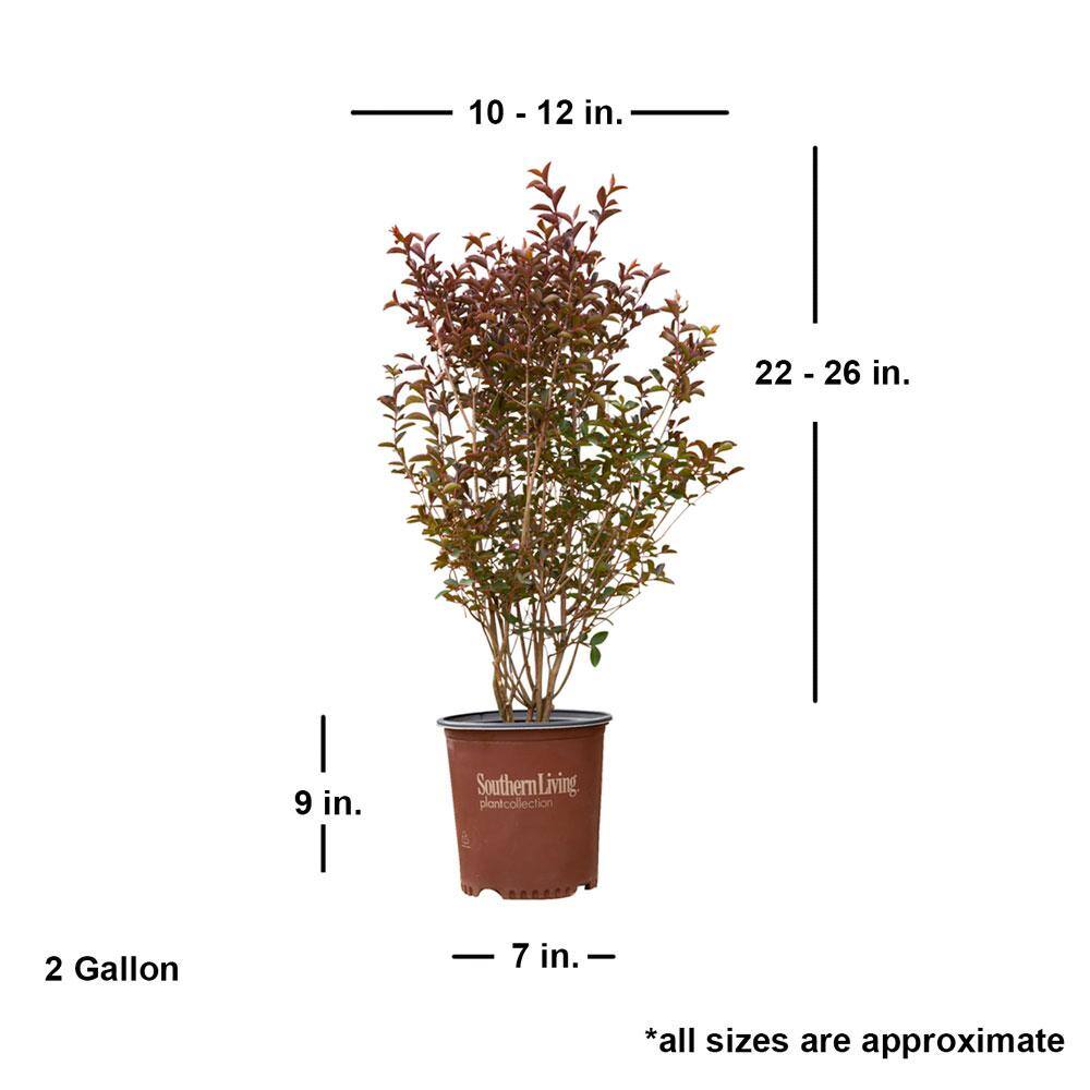 SOUTHERN LIVING 2 Gal. Delta Moonlight Crapemyrtle Live Deciduous ShrubTree Burgundy Foliage  White Blooming 37742