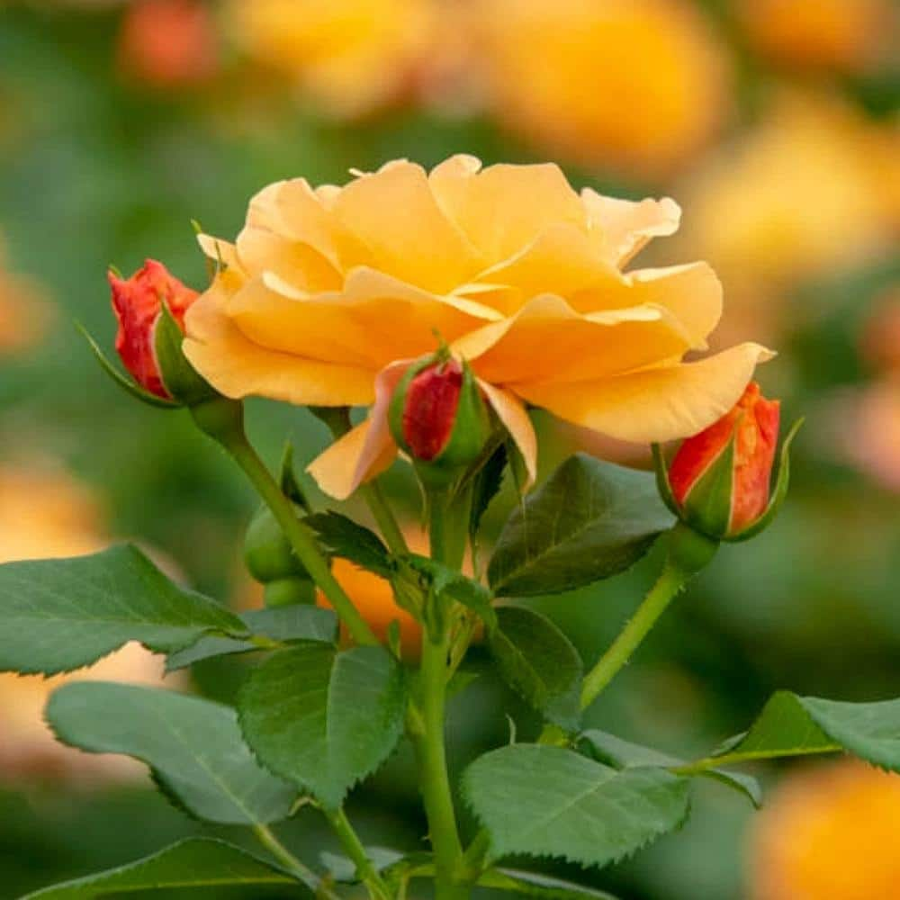 Spring Hill Nurseries Orange Freedom Shrub Rose Dormant Bare Root Starter Plant (1-Pack) 93549