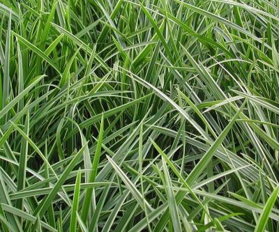 Classy Groundcovers - Carex morrowii 'Ice Dance'  {25 Pots - 3 1/2 inch Square}