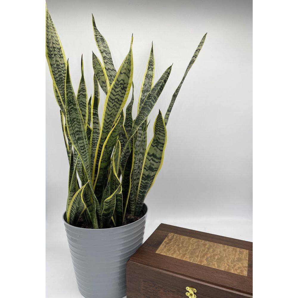 EVERBLOOM GROWERS INC. 10 in. Snake Plant Sansevieria Plant Grower's Choice in Deco Pot 10SANS