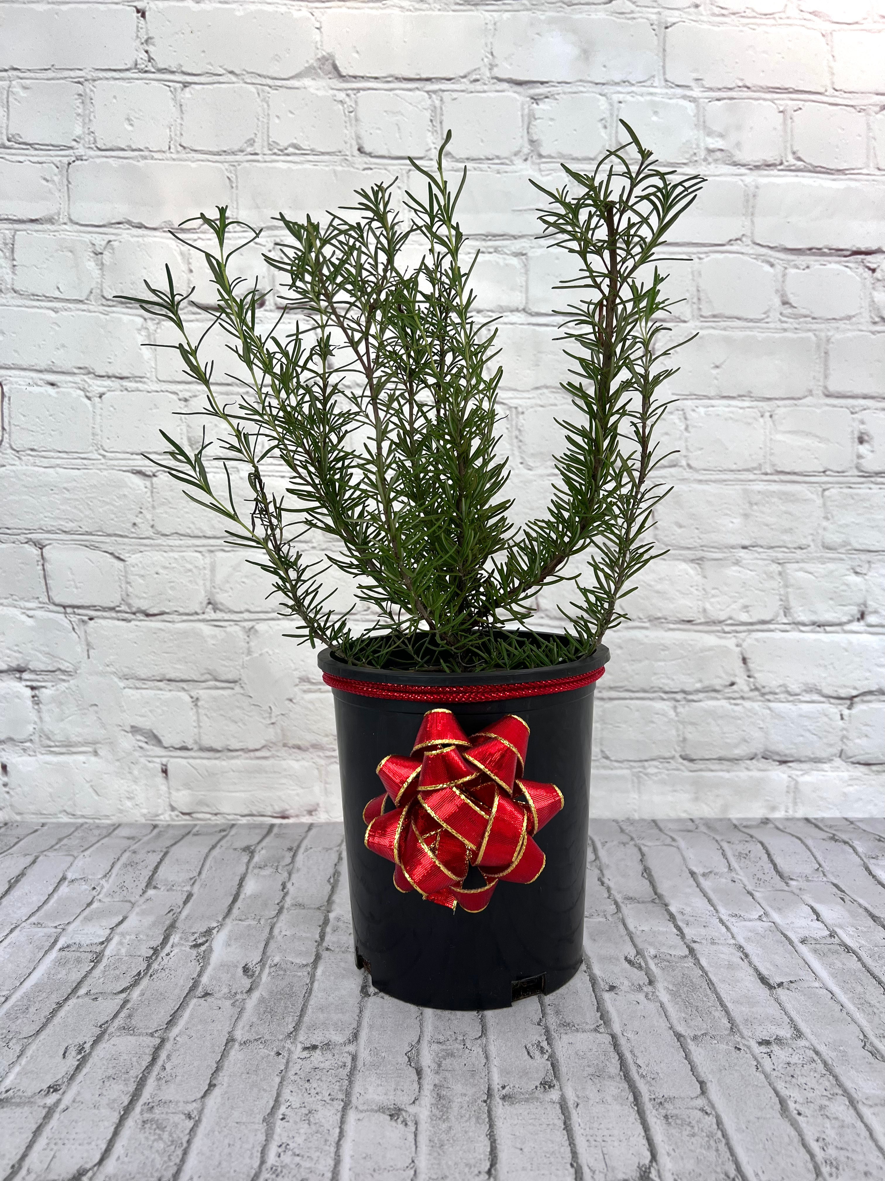 Gorgeous Rosemary Mini Christmas Tree-Live