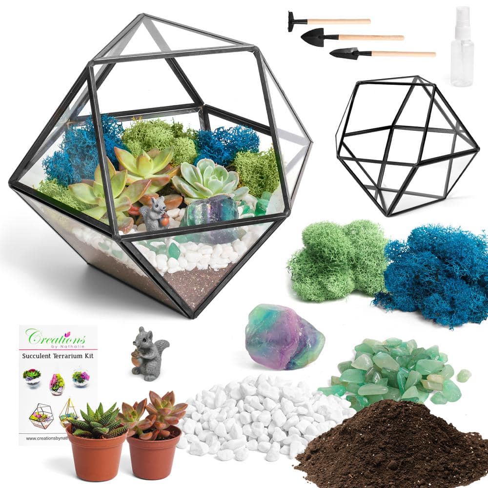 Creations by Nathalie Black Geometric Glass Terrarium Kit with Live Succulent BLK-GEOOG-WSUC