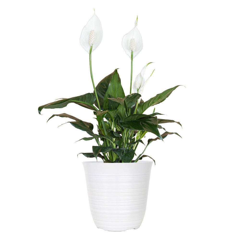 United Nursery 14 in. to 16 in. Tall Peace Lily Plant Spathiphyllum in 6 in. White Decor Pot 74417