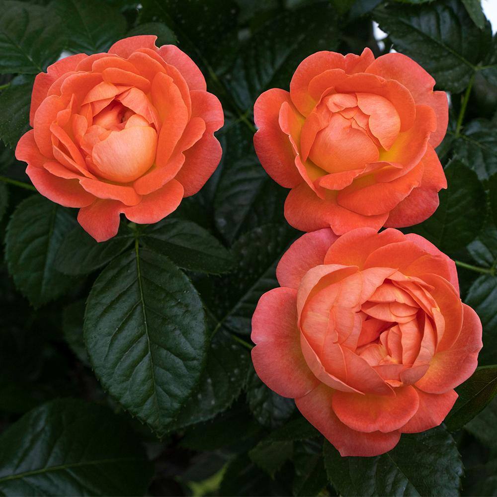 KNOCK OUT 1 Gal. Orange Glow Knock Out Rose Bush with Orange Flowers 17626