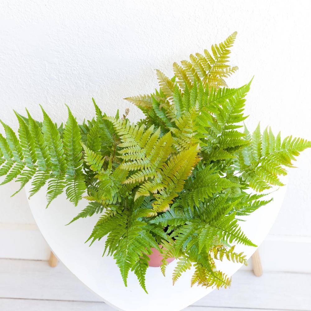 Pure Beauty Farms 2.5 Qt. Autumn Fern in 6.33 In. Grower's Pot (2-Plants) DC1GFERNAUTM2