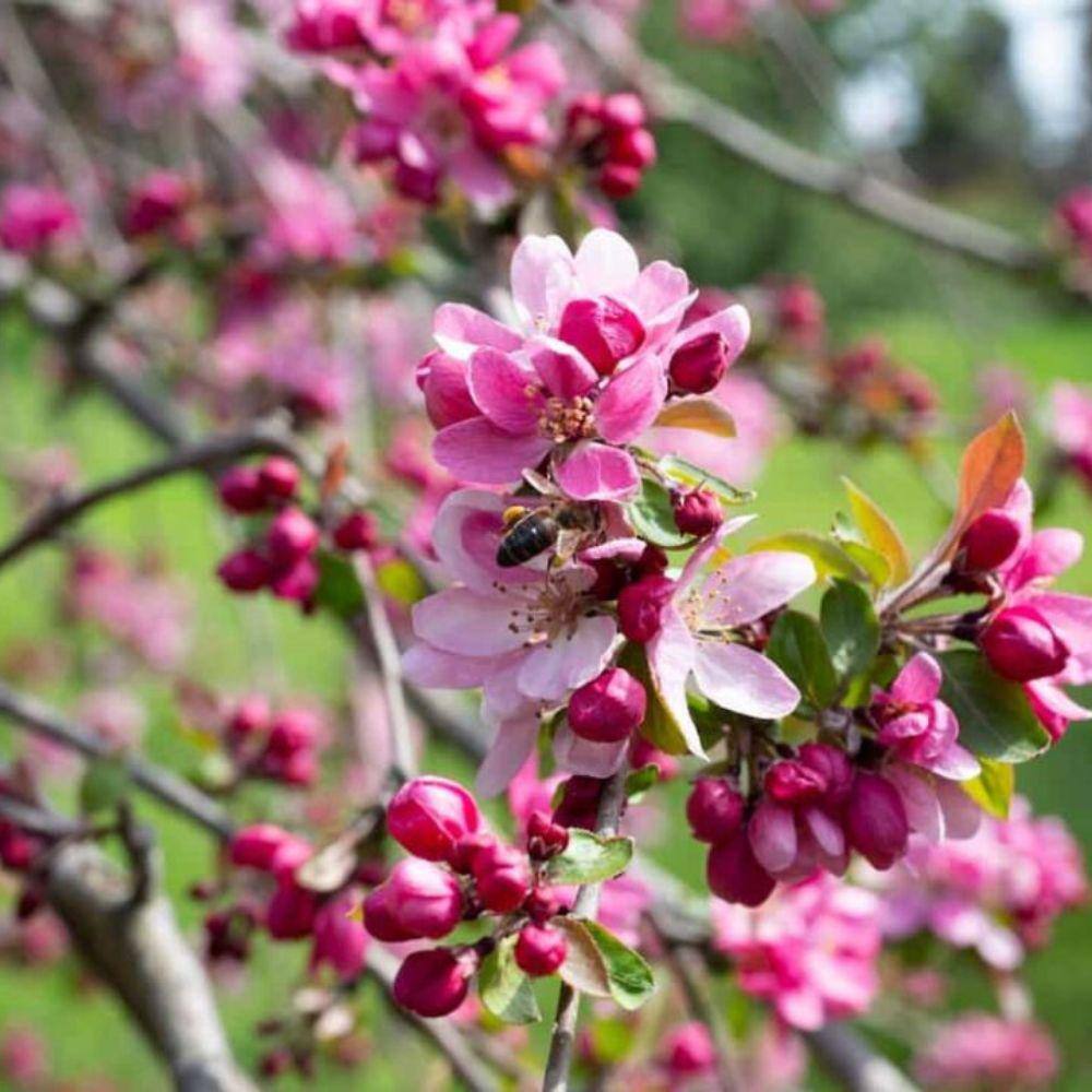 7 Gal. Profusion Crabapple Flowering Deciduous Tree with Pink Flowers CRAPRO07G