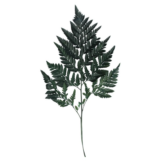 Fern Green Fern-leatherleaf， 6 Stems， Preserved