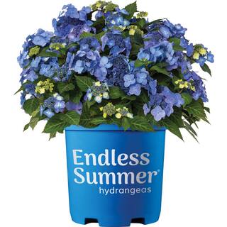 Endless Summer 3 Gal. Pop Star Reblooming Hydrangea Flowering Shrub with Electric Blue or Pink Lacecap Flowers HYDGA3MPS1PK