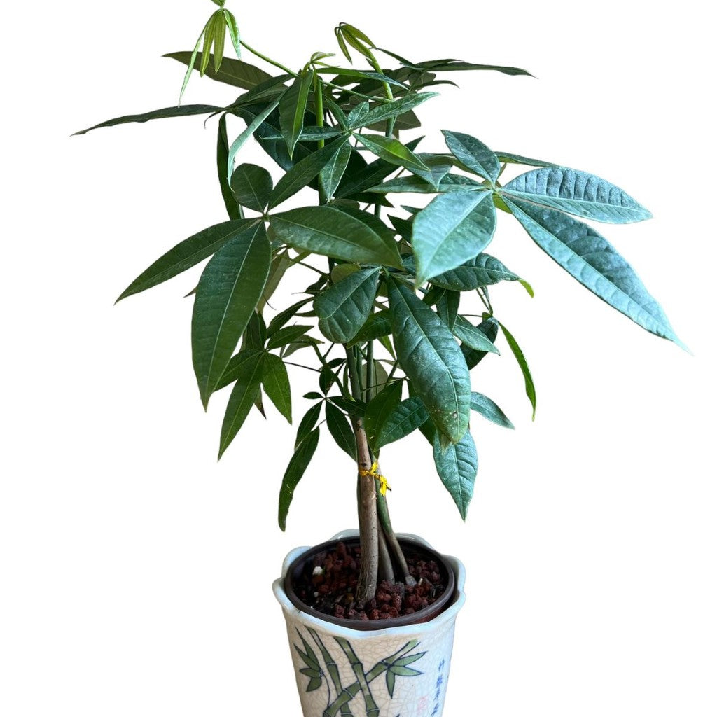 (Ceramic Pot) Bonsai Money Tree