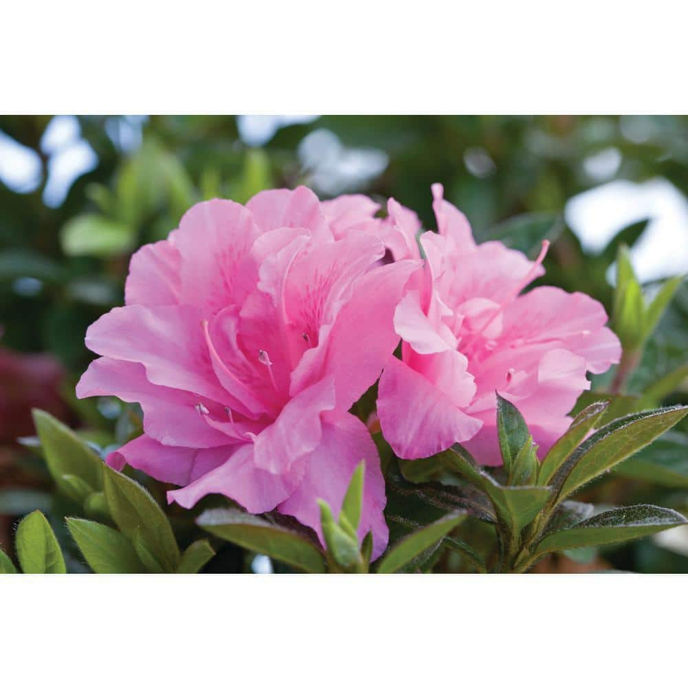 ENCORE AZALEA 1 Gal. Autumn Carnation Shrub with Semi Double Pink Flowers 10325