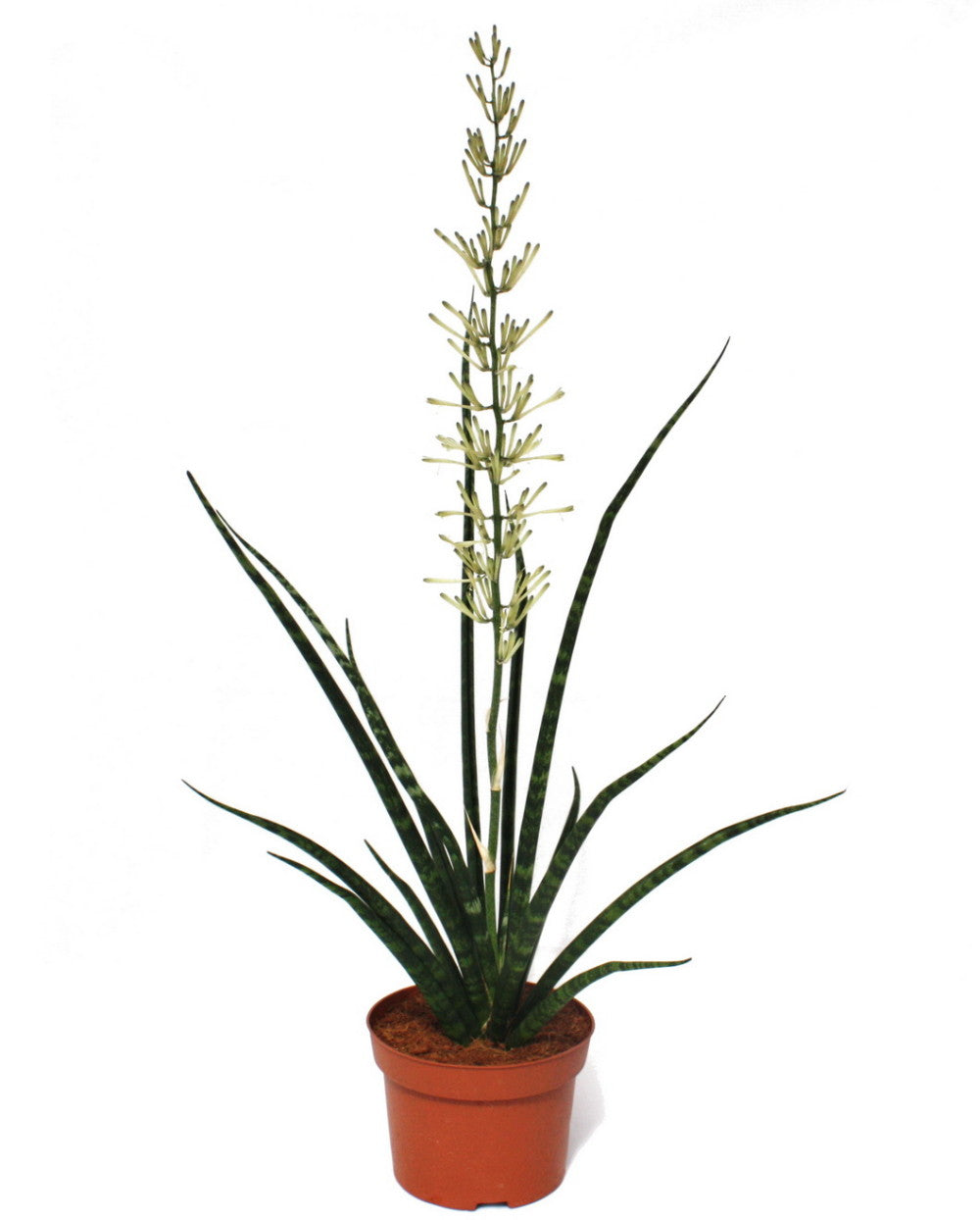 Fernwood Mikado Snake Plant - Sanseveria - Almost Impossible to kill - 5