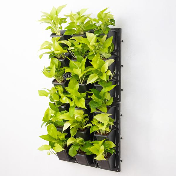 Beautiful Golden Foliage Plants for Vertical Garden