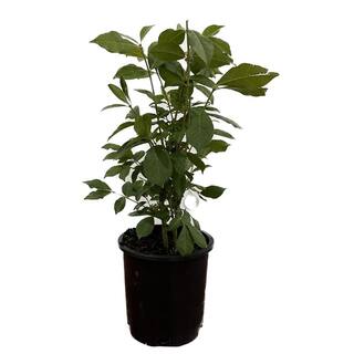 2.5 Qt. Dwarf Burning Bush Euonymus Live Shrub with Red Foliage 230001