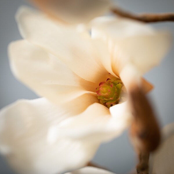 Sullivans 27 in. Magnolia Blooming Stem