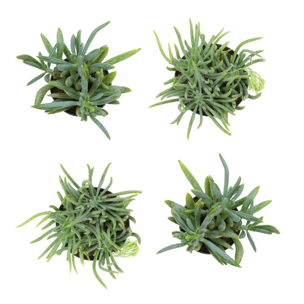 SMART PLANET 1 qt. Senecio Assorted Succulents (4-Pack) 0872640