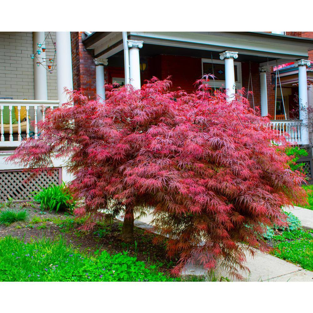 Online Orchards 2 Gal. Crimson Queen Dwarf Japanese Maple Tree with Cascading branches and Deep Crimson Color SBAP202